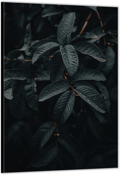 Dibond –Bladeren in de Regen– 100x200cm Foto op Aluminium (Met Ophangsysteem)