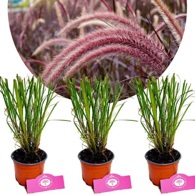 Set van 3 Lampenpoetsergras - Pennisetum alopecuroides 'Red Head' - Hoogte 30-40cm - 12cm pot