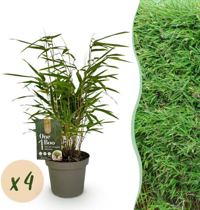 Green boutiQ - Bamboe - Fargesia rufa - Groen - 4 Planten - Bladhoudend - Niet Woekerend- Pot 14cm Hoogte 35cm