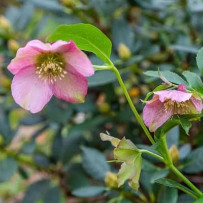 Nieskruid (Helleborus Orientalis) - Pretty Ellen Pink - Kerstroos / Lenteroos - Vaste planten - Snijbloemen - Groenblijvend