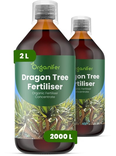Vloeibare Meststof Voor Drakenboom 2X1 L Voor 2000 L - Npk 2-1-8 - Krachtige Groei - Takvorming - Sterk Wortelstelsel - Nutriëntenopname - Glanzende Zwaardvormige Bladeren - Droogtebestendig - Hittebestendig - Kroonontwikkelin - Organifer