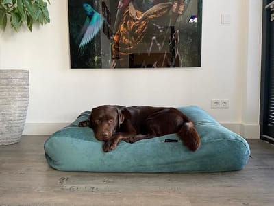 Dog's Companion Hondenkussen / Hondenbed - XS - 55 x 45 cm - Ocean Ribcord