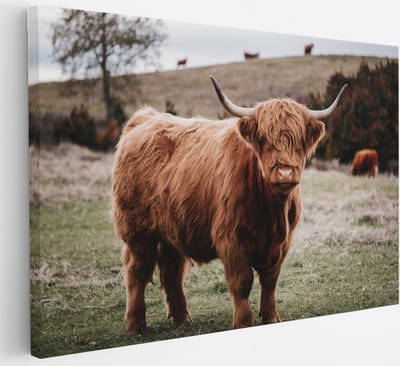 Saammp Canvas Schilderij - Groep Schotse Hooglander Koeien op de hooglanden - Dieren - Natuur - 30x20 - Foto op canvas - Wanddecoratie - muurdecoratie Woonkamer - Slaapkamer decoratie - Canvas Print