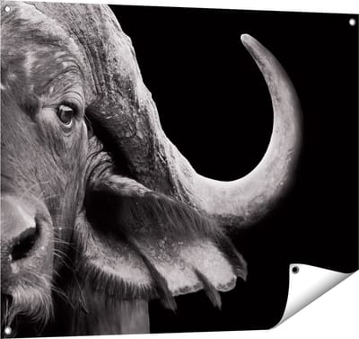 Gards Tuinposter Buffel - Buffelkop - Zwart Wit - 100x80 cm - Tuindoek - Tuindecoratie - Wanddecoratie buiten - Tuinschilderij