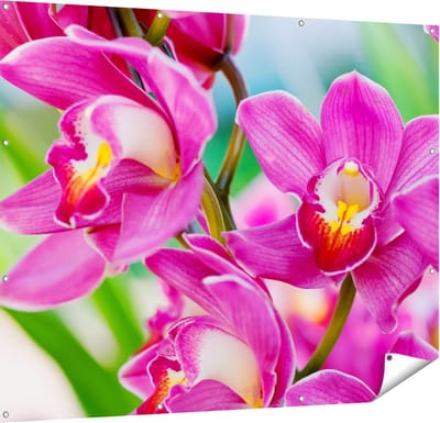 Gards Tuinposter Licht Paarse Orchidee Bloemen - 150x120 cm - Tuindoek - Tuindecoratie - Wanddecoratie buiten - Tuinschilderij