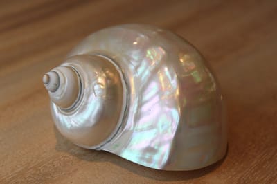 Schelpen 2x White parelmoer - zeldzaam - natuurlijk - grote schelp - oceaan- uniek - decoratie – tropisch – schelp – strandhuis – boho - interieur–zee–strand–decoratie-Interieuraccessoire-Bruiloftsdecoratie-Origineel cadeau–strandliefhebbers-aquarium
