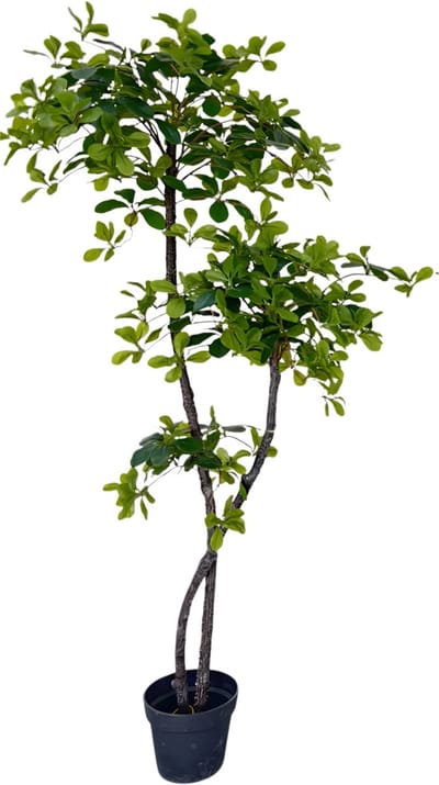 Kunstmatige Olijfboom 150/180 cm - Voor Thuiskantoor & Woondecor - Kunstzijde Boom met Natuurlijke Houten Stam, UV-Bestendig in Nep Pot - Groen-150cm