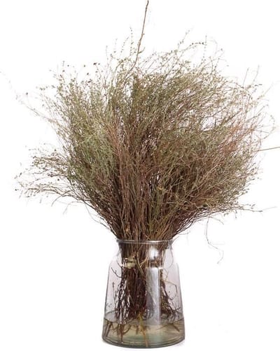Verse Wilde Tijm - Droogbloemen - 1 bos - Decoratie Takken