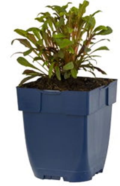 Griffioen - Gaura lindh. 'Florgaured'