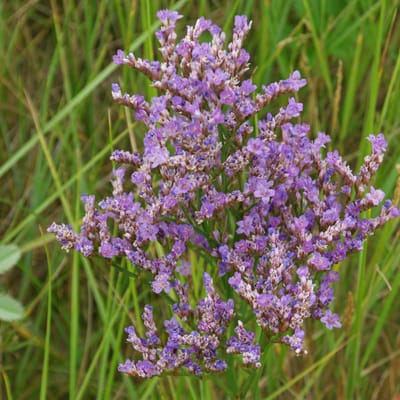 6x Limonium vulgare Pot 9x9cm - Zeelavendel, zoutbestendige plant voor natte bodems