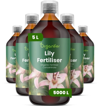 Vloeibare Meststof Voor Lelie 5X1 L Voor 5000 L - Npk 3-4-3 - Geschikt Voor Аlle Leliesoorten - Voor - Stengelstevigheid - Verticale Groei - Knopvorming - Kleurintensiteit - Langdurige Bloemen - Sierwaarde - Voor Snijbloemproductie - Organifer