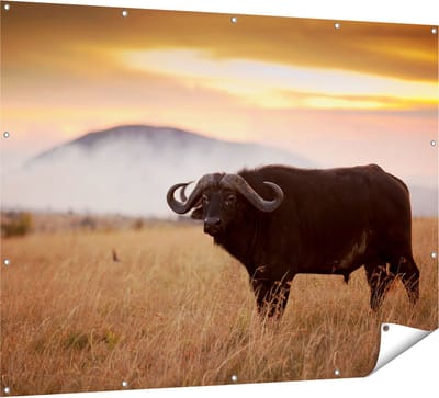 Gards Tuinposter Buffel in het Gras - 160x120 cm - Tuindoek - Tuindecoratie - Wanddecoratie buiten - Tuinschilderij