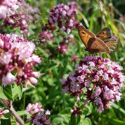Siermarjolein (Origanum Laevigatum) - Origanum Herrenhausen - Marjolein (Driepack) - Vaste planten - Moestuin - Bijen-Vlinders - Geurend
