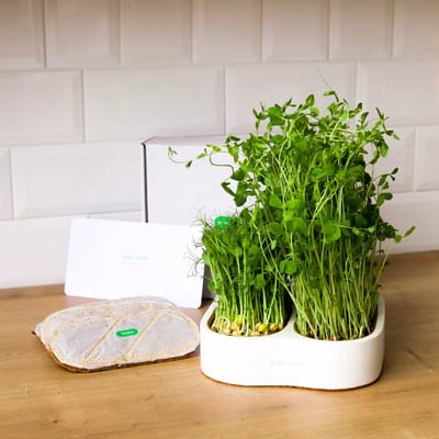 Complete Microgreens Kweekset voor Thuis - Microgreenstarterskit bundel met zaadpads -Microgreen Growing Kit
