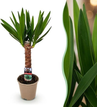 Green boutiQ - Kamerplant - Yucca elephantipes - Yucca - Weinig onderhoud - Groen - 1 - Pot 14cm - Hoogte 55cm