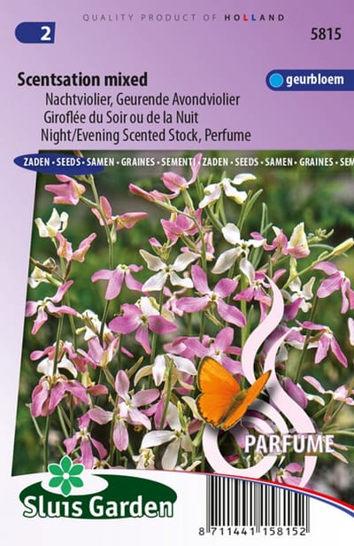 Sluis Garden - Avondviolier Scentsation Mix (Matthiola)
