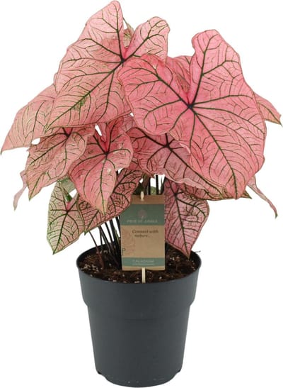 Caladium Spring Fling - 65 cm - Ø21cm