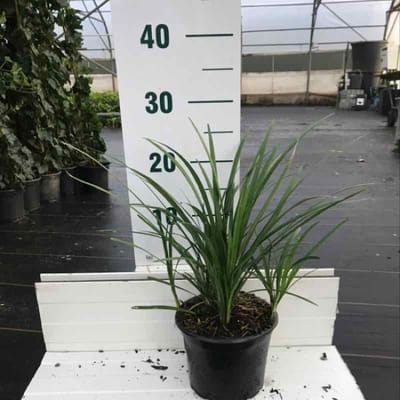 Liriope muscari 'Big Blue' - 2 liter pot