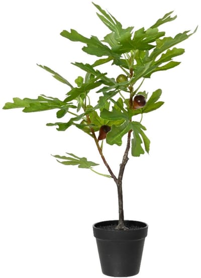 Vijgenboom in pot 40x35xH60cm