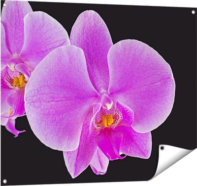 Gards Tuinposter Licht Paarse Orchidee - Bloem - 100x80 cm - Tuindoek - Tuindecoratie - Wanddecoratie buiten - Tuinschilderij