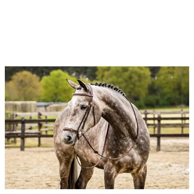 Trust Hoofdstel Barcelona lage neusriem - maat Cob - brown/gold