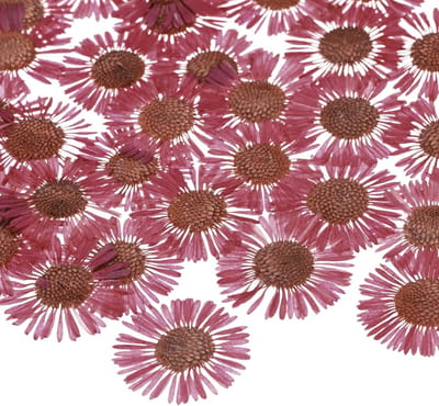 12 Stuks Gedroogde en Geperste Bloemen voor Hars, Natuurlijke Decoratie voor Ambachten, Zeep en Scrapbooking, Roze Rozen en Meer