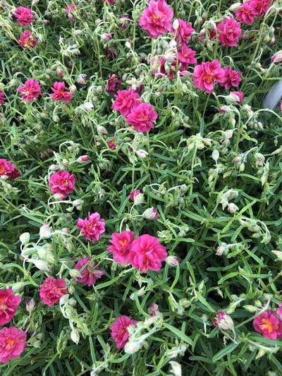 6x Helianthemum 'Cerise Queen' - Zonneroosje - Pot 9x9 cm