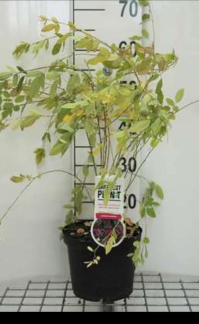 Lespedeza thunbergii (desmodium pend.) - Lespedeza 40- 50 cm in pot