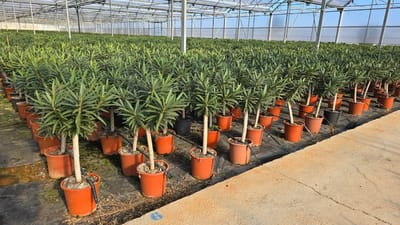 Sunny Tree - Plant - Oleander op stam - Nerium Oleander - 100-120 cm - Kleur Rood - Buitenplant