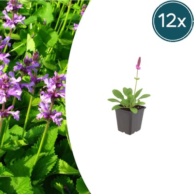 Tuinplantenshop.com | Stachys mon. 'Hummelo' | 12 stuks - Ø9cm - 10-25cm hoog - Tuinplant