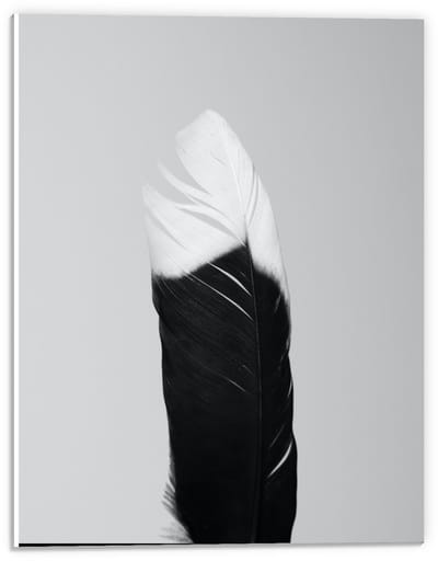 Forex - Zwart/wit Veer - 30x40cm Foto op Forex