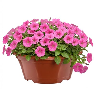 Garronda Ronde kunststof plantenbak met drainage voor wortelplanten (Terracotta, Ø22,5 x 9 cm – 2 L) GD-KW-B-Terracotta