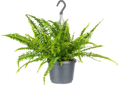 Bloomique - Nephrolepis Green Lady - Krulvaren - Varen - Hangplanten - Kamerplanten - Luchtzuiverend - Diervriendelijk - Hoogte 30-40 cm - in Hangpot 17 cm