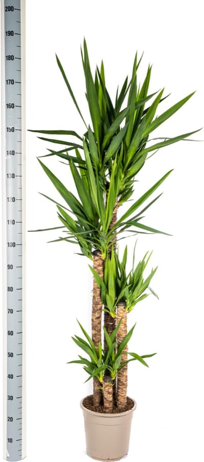 Palmlelie, Onderhoudsvriendelijke Groene Plant, Tropische Sferen, Yucca Elephantipes Ø27cm - 150-160cm