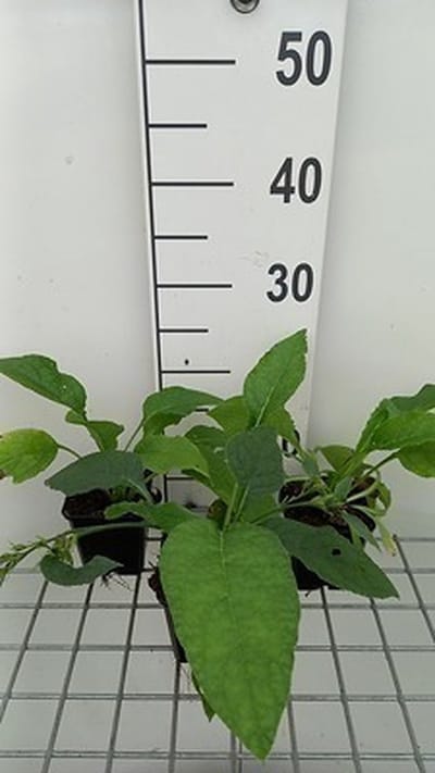 6x Smeerwortel - Symphytum grandifl. 'Hidcote Blue' | 9x9 cm pot