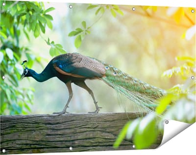 Gards Tuinposter Pauw Loopt op een Tak in de Natuur - 120x80 cm - Tuindoek - Tuindecoratie - Wanddecoratie buiten - Tuinschilderij
