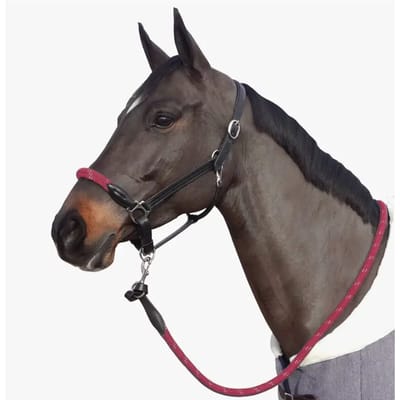Halster met witte gespen voor paarden Canter