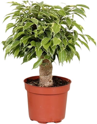 Plantenboetiek.nl | Ficus Benjamina Kinky - Ø12cm - 28cm hoog - Kamerplant - Groenblijvend
