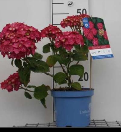 Hydrangea macr. 'Endless Summer® Summer Love' - Hortensia 25- 30 cm in pot