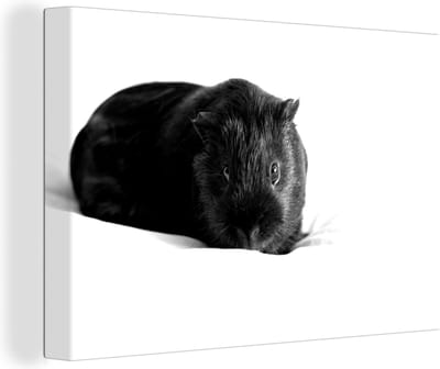 Canvas Schilderij Zwarte cavia - zwart wit - 120x80 cm - Wanddecoratie