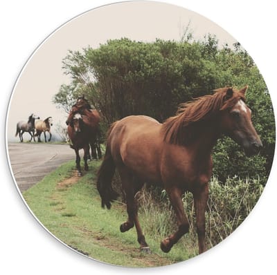 Forex Wandcirkel - Dravende Paarden op Bergweg - 30x30cm Foto op Wandcirkel (met ophangsysteem)