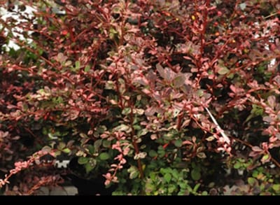 2 x Berberis thunb. 'Rose Glow' - Japanse Zuurbes , Rode Japanse Zuurbes 30- 40 cm in pot