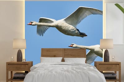 Behang - Fotobehang Zwaan - Vogel - Lucht - Blauw - Breedte 220 cm x hoogte 220 cm