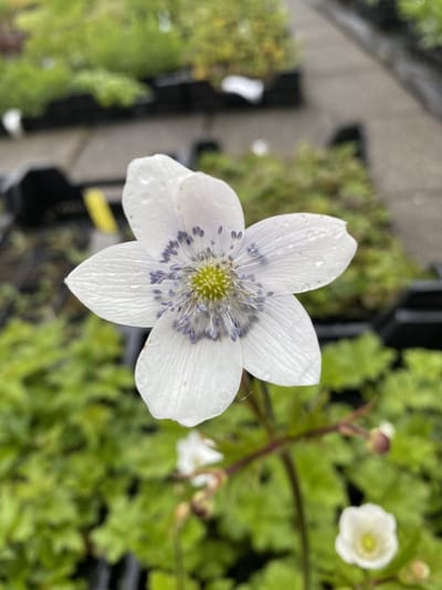 6 x Anemone Leveillei - Herfstanemoon - P9 Pot (9 x 9cm) - Dima Vaste Planten