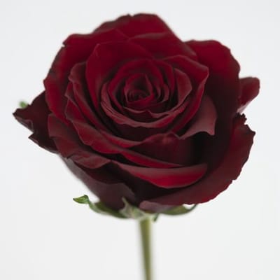 10x Rosa red bentley 60cm
