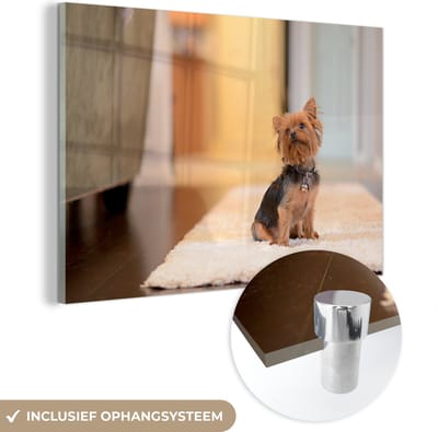 ® Glasschilderij 180x120 cm - Schilderij acrylglas - Een kleine Yorkshire Terrier zit op een kleedje - Foto op glas - Muurdecoratie woonkamer - Wanddecoratie slaapkamer - Schilderijen