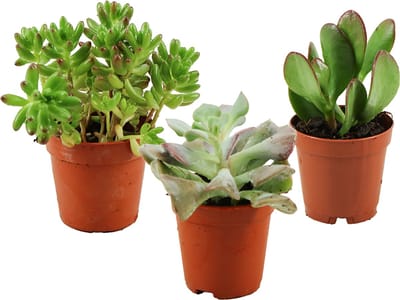 ZynesFlora Mini Succulenten Mix in Ø 5,5 cm Plantenpot - 3 Stuks - Hoogte: 5-10 cm - Echte Succulent Vetplant Gemakkelijke Kamerplant