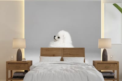 Behang - Fotobehang Pomeriaan van de zijkant - Breedte 240 cm x hoogte 240 cm