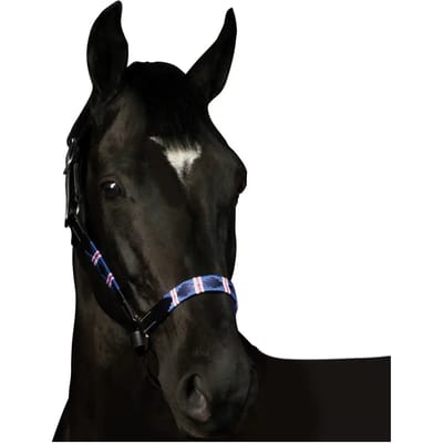 Halster voor paarden Flags&Cup Chukka