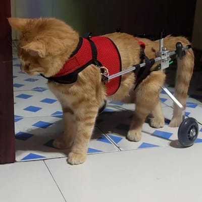Rolstoel voor huisdieren - Hulp voor katten - Mobiliteit verbeteren - Verstelbaar lichtgewicht frame - Verstelbaar - Zilver